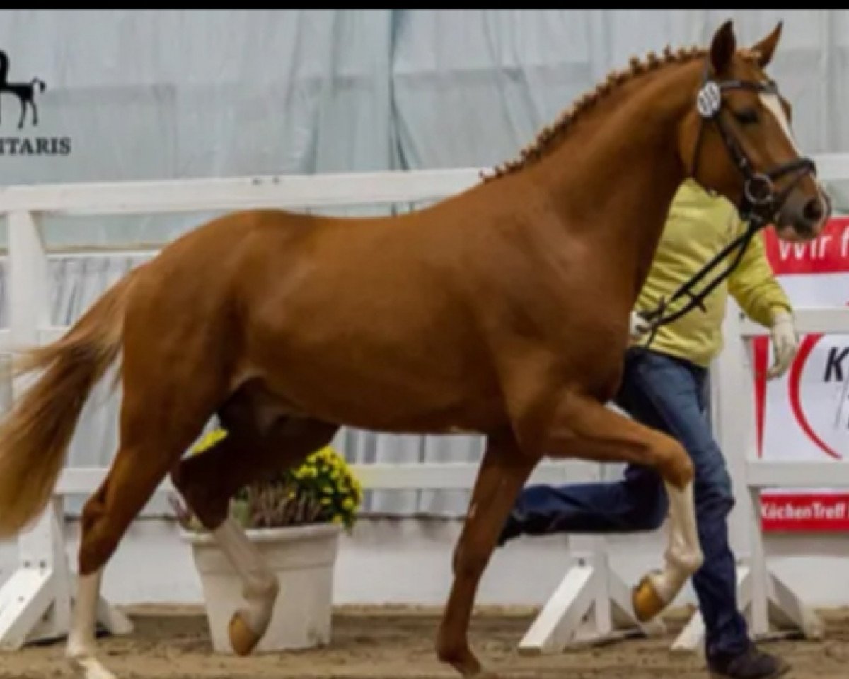 stallion Hengst von Heidbergs Nanch / FS Golden Highlight (German Riding Pony, 2017, from Heidbergs Nancho Nova)