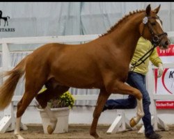 stallion Hengst von Heidbergs Nanch / FS Golden Highlight (German Riding Pony, 2017, from Heidbergs Nancho Nova)