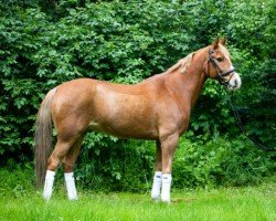 dressage horse Pepe 242 (German Riding Pony, 2006, from Mahela)