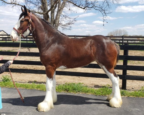 Pferd Somewhere Cody's Taylor (Clydesdale, 2019, von Somewhere Yankee's Cody)