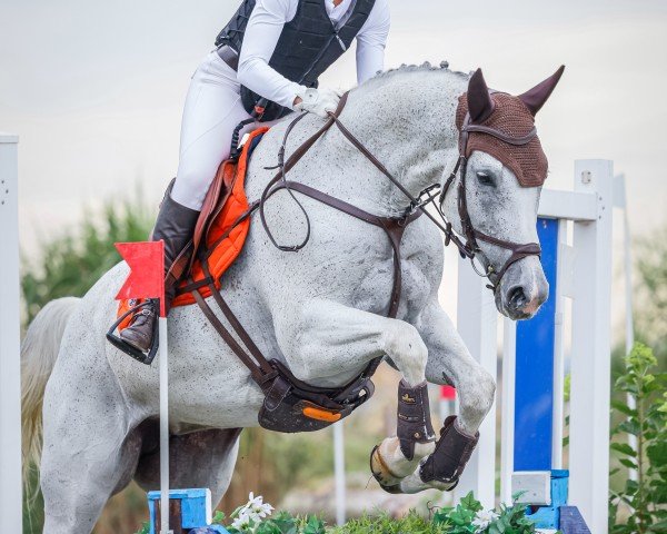 Springpferd Kona 6 (Deutsches Sportpferd, 2016, von Con Sherry)