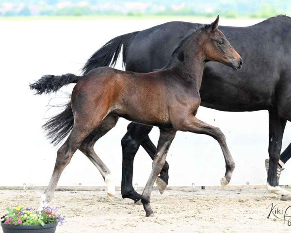 Fohlen von Farani (Hannoveraner, 2025, von Fidertanz)