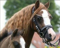 broodmare Leybucht's Emyliana SK (Welsh mountain pony (SEK.A), 2010, from Blaenau Denver)