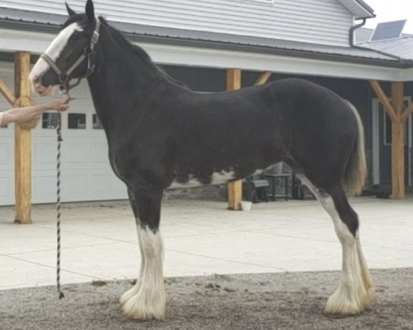 Pferd Ridgeview's Lady Alexis (Clydesdale, 2018, von Copper Hill's Master Bentley)