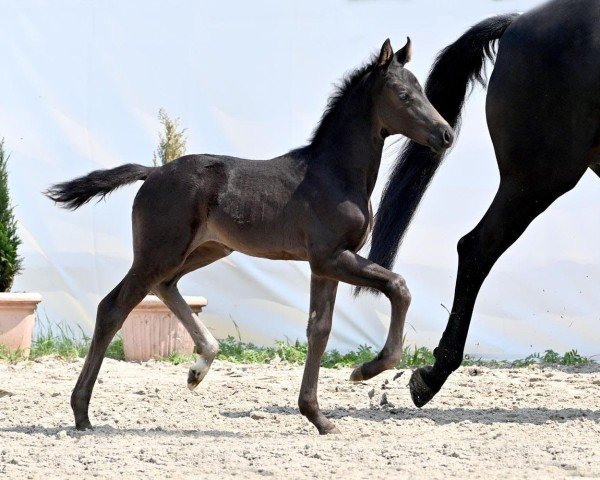 horse Bellezza (Hanoverian, 2024, from Bon Bolero OLD)