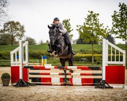 jumper Dark Dharoona (German Sport Horse, 2019, from Don Royal)