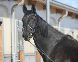 broodmare Ellis 18 (German Warmblood, 2001, from Ratero)