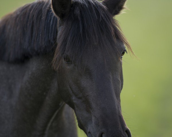 broodmare Gelina SD (German Riding Pony, 2022, from Gamble Sd)