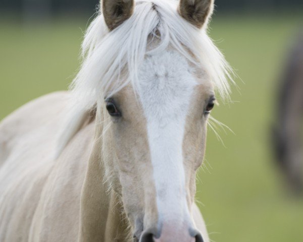 Pferd Dorada SD (Deutsches Reitpony, 2024, von Darubi Gold)