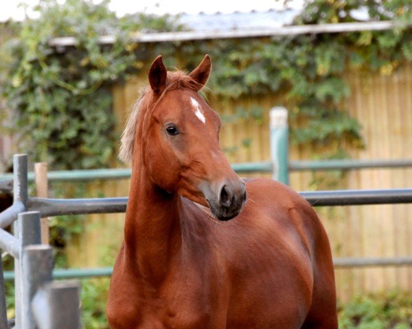 horse Da Vinci CS (German Riding Pony, 2022, from Donnertraum 2)