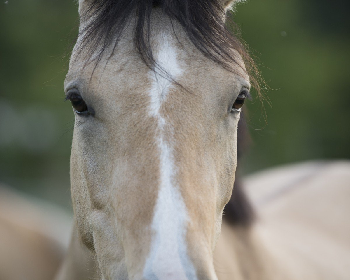 Zuchtstute Dorie SD (Deutsches Reitpony, 2019, von Dating AT NRW)