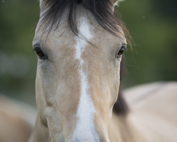 broodmare Dorie SD (German Riding Pony, 2019, from Dating AT NRW)