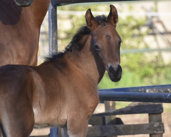 horse Claribelle (German Riding Pony, 2024, from FS Clarimo)