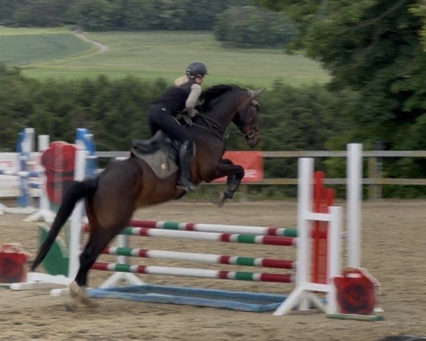 Springpferd Ilusion 9 (Belgisches Warmblut, 2008)