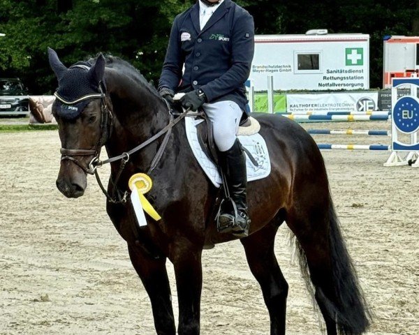 Stallion Kool Blue (Danish Warmblood, 2020, from Kannan)