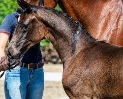 Pferd Midsummer Romance L (Oldenburger, 2020, von For Romance I)