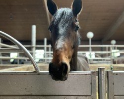 Pferd Glurak FE (Oldenburger, 2021, von Glamourdale)