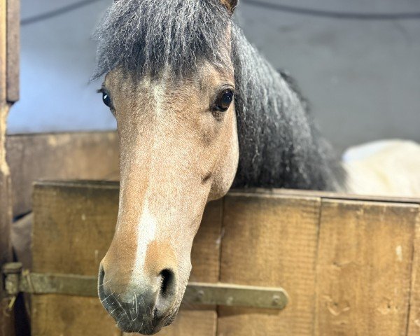 Pferd Frankenhöh's Phönix (Welsh Pony (Sek.B), 2020, von Frankenhoehs Bentley)