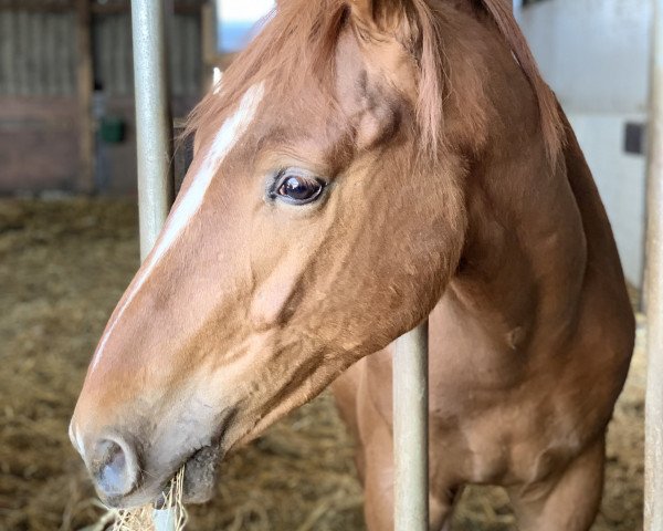 horse Benero (Hanoverian, 2019, from Borsalino)