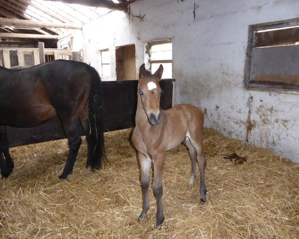 dressage horse Hugo TS (Westphalian, 2021, from His Moment)