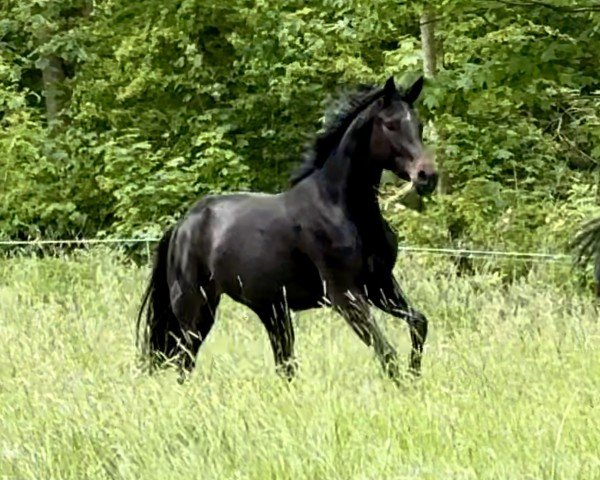 horse Dantess 3 (Hanoverian, 2021, from Dante Weltino Old)