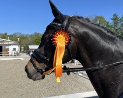 dressage horse Little Champ 23 (German Riding Pony, 2012, from Leuns Veld's Lord)