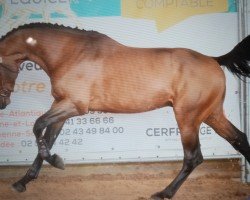 horse Jumpy de la Mesloire (Selle Français, 2019, from Montender)