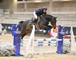 stallion Jumper des Grezils (Selle Français, 2019, from Eldorado D'Elle)