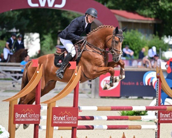 horse Jop DC (Selle Français, 2019, from Type Top du Monteil) horse Jop DC (Selle Français, 2019, from Type Top du Monteil)
