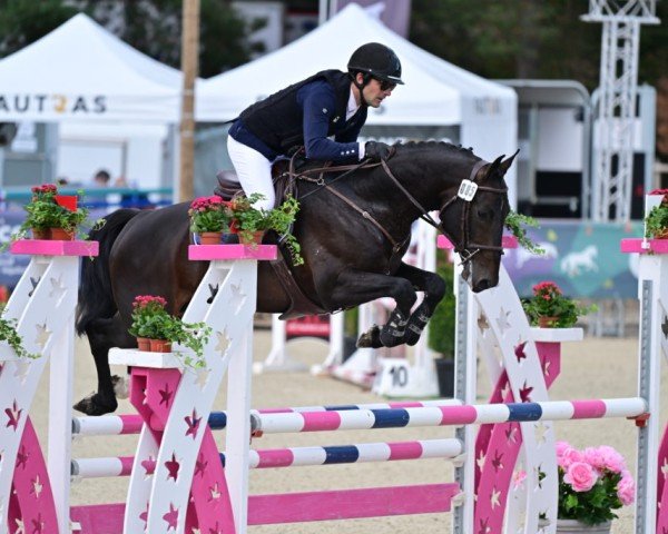 horse Jones de la Mure (Selle Français, 2019, from Qlassic Bois Margot)