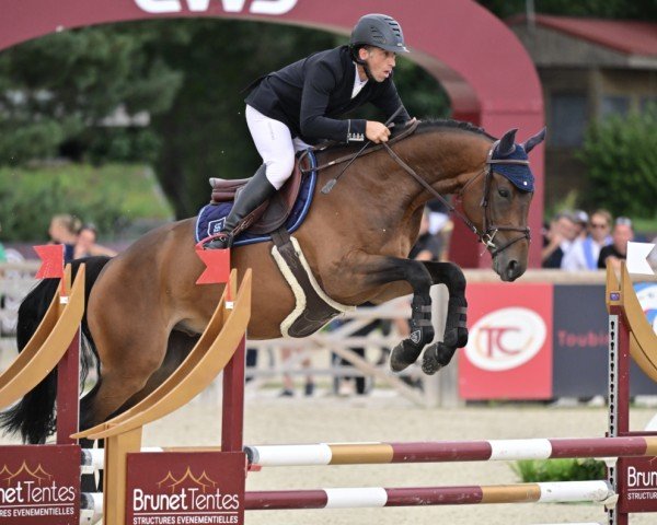 horse Jolinoa des Forges (Selle Français, 2019, from Andiamo Semilly)