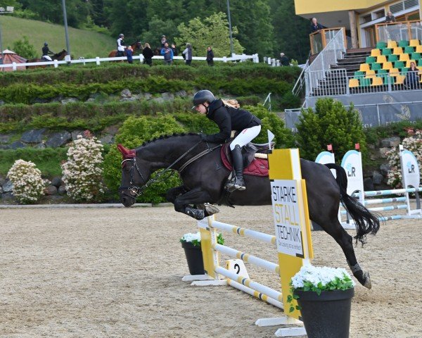 jumper Gina 167 (Hanoverian, 2004, from Goodman)