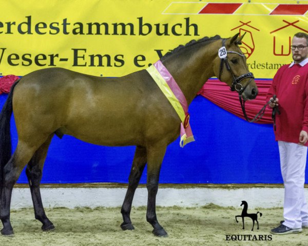 stallion Gery Gold WE (German Riding Pony, 2017, from Calido G)