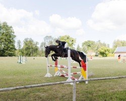 jumper Camino L 3 (German Sport Horse, 2021, from Casskeni II)