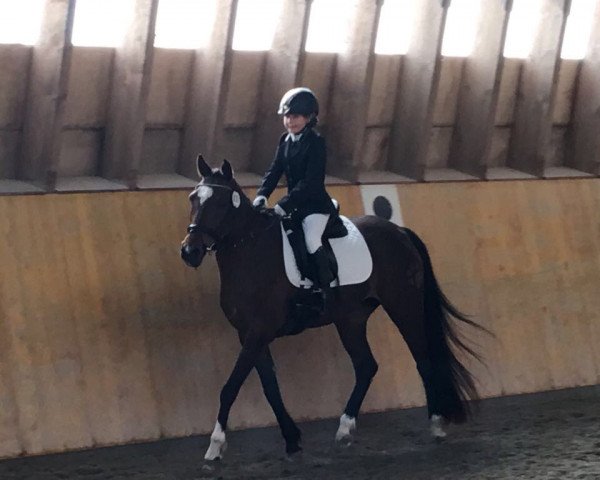 Dressurpferd Valesca (Deutsches Reitpony, 2001, von Valido)