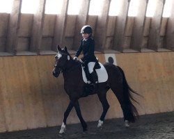 dressage horse Valesca (German Riding Pony, 2001, from Valido)