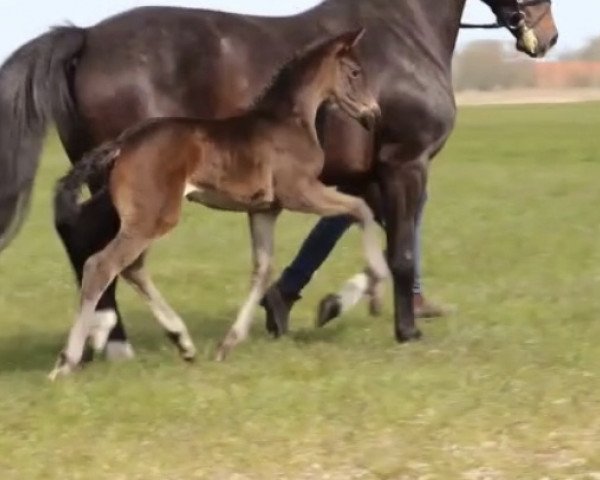 horse Takaras Tinkabelle (Oldenburg, 2021, from Bon Joker)