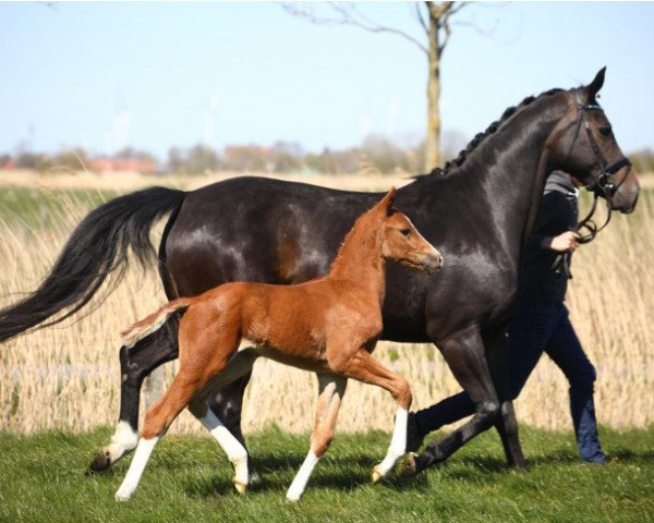 Pferd Hengst von Erdinger / Fidertanz (Oldenburger, 2020, von Erdinger)