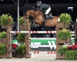 Springpferd La Contessa (Mecklenburger, 2015, von License)