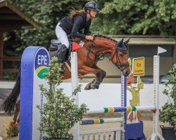 horse From Heaven Fipsi (Westphalian, 2021)