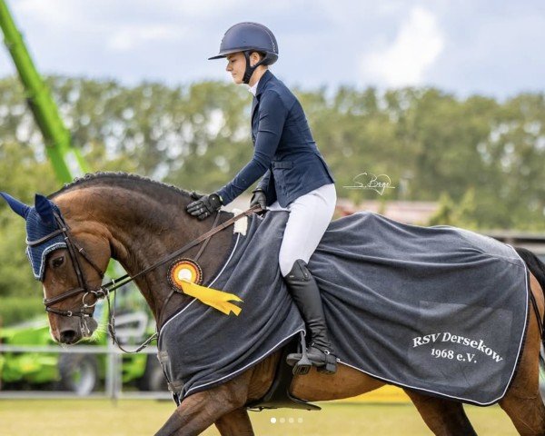 Springpferd Cira B (Oldenburger, 2012, von Canto)