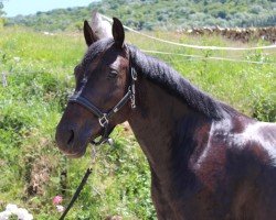 dressage horse Carmella (Latvian Warmblood, 2019, from Cesano II)