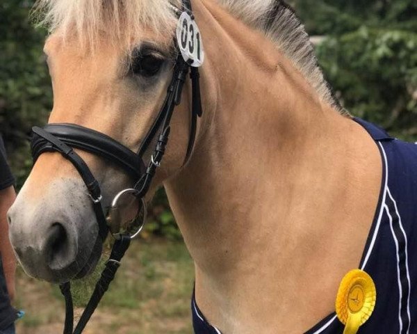 broodmare Belloria (Fjord Horse, 2015, from Deister)