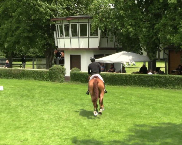 Reitturnier Westeregeln 2025