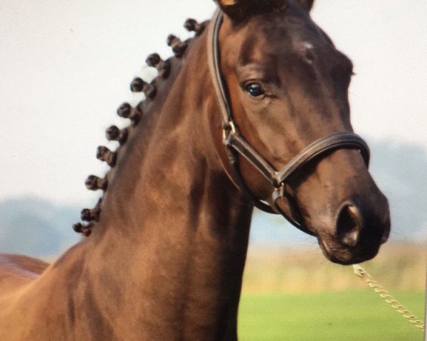 broodmare Dori (Oldenburg, 2016, from Top Gear)