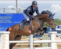 jumper Comme Credo (Oldenburg show jumper, 2015, from Comme il Faut)