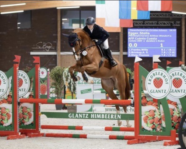 Springpferd AFP Cußnto Cuesta (Westfale, 2018, von Calisto KSH)