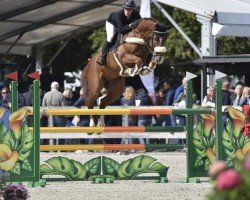 jumper Cupido Z (Zangersheide riding horse, 2014, from Carrera VDL)