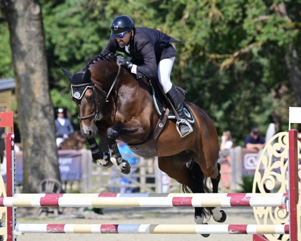 Pferd Jocker Platière (Selle Français, 2019, von Balou du Rouet)