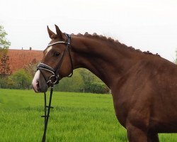 horse Vino Veritas (Westphalian, 2018, from Vitalis)
